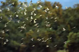 Hispaniolensis: Spanish Sparrow - flock in flight