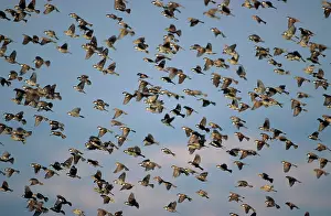 Hispaniolensis: Spanish SPARROW - Flock flying