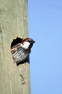 Telegraph: Spanish Sparrow - male emerging from nest in telegraph pole