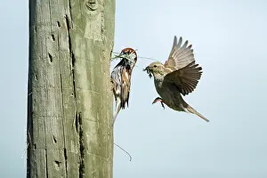 Telegraph: Spanish Sparrow - pair with nest material at nest