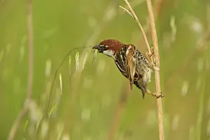 Saltpans: Spanish Sparrow (Passer hispaniolensis) foraging on Wild Oat