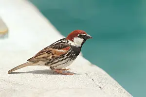 Macaronesia: Spanish sparrow (Passer hispaniolensis) male on