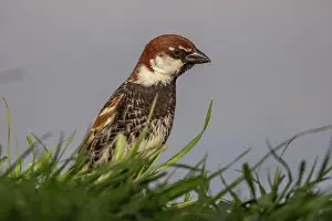 Sparrow: Spanish sparrow (Passer hispaniolensis), portrait