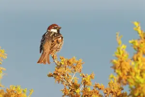Lesbos: Spanish Sparrow (Passer hispaniolensis) resting