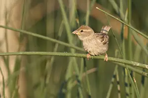 Croatia: Spanish Sparrow - Weidensperling - Passer hispaniolensis ssp