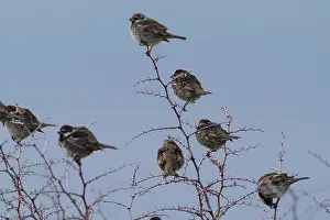 Hispaniolensis: Spanish Sparrows
