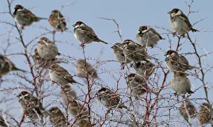 Hispaniolensis: Spanish Sparrows - flock in bush
