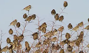 Hispaniolensis: Spanish Sparrows - flock in bush