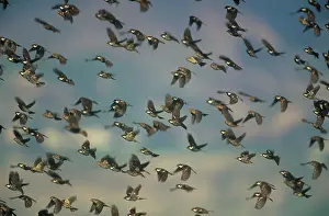 Hispaniolensis: Spanish SPARROWS - flock in flight