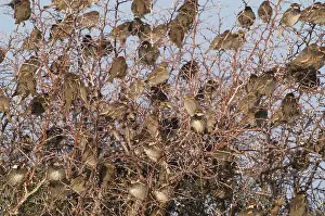 Hispaniolensis: Spanish Sparrows - Flock in tree