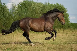 Gallop: Spanish stallion galloping, Tyrol, Austria, Europe