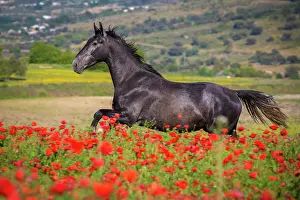 Cantering: Spanish stallion in a poppy field, Tyrol, Austria