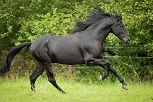 Gallop: Spanish stallion, Pura Raza Espanola or PRE, black