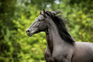 Gallop: Spanish stallion, Pura Raza Espanola or PRE, black