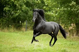 Cantering: Spanish stallion, Pura Raza Espanola or PRE, black