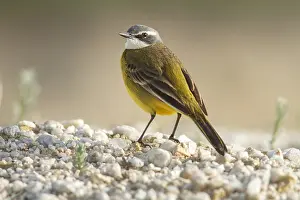 Wagtails: Spanish Wagtail on field floor Galicia Spain