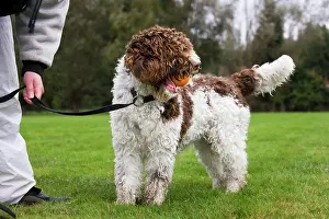 Perro: Spanish Water dog or Perro de Agua Espanol