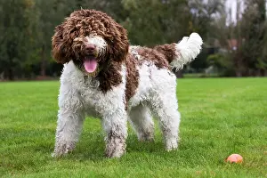 Perro: Spanish Water dog or Perro de Agua Espanol