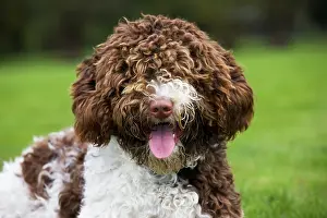 Perro: Spanish Water dog or Perro de Agua Espanol
