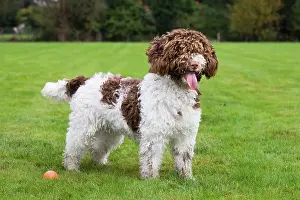 Perro: Spanish Water dog or Perro de Agua Espanol