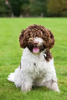 Perro: Spanish Water dog or Perro de Agua Espanol