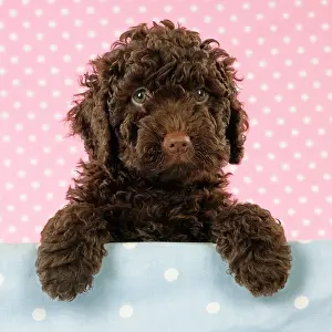 Perro: Spanish water dog puppy looking over shelf