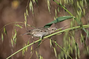 Cyprus: Spanish / Willow Sparrow