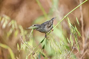 Cyprus: Spanish / Willow Sparrow