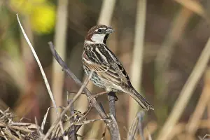Cyprus: Spanish / Willow Sparrow