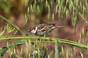 Cyprus: Spanish / Willow Sparrow