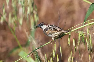 Cyprus: Spanish / Willow Sparrow