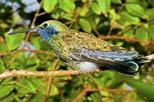 Humming: Sparkling Violet Ear Hummingbird