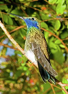 Humming: Sparkling Violet Ear Hummingbird