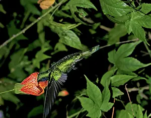 Violetear: Sparkling Violetear