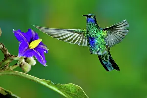 Violetear: Sparkling Violetear