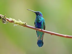 Violetear: Sparkling Violetear Colibri coruscans Ecuador BI