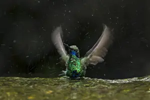Crdoba: Sparkling Violetear (Colibri coruscans) taking a