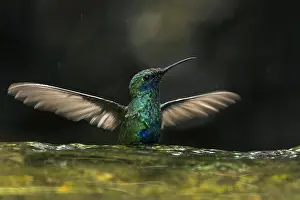 Crdoba: Sparkling Violetear (Colibri coruscans) taking a