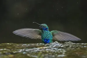 Crdoba: Sparkling Violetear (Colibri coruscans) taking a