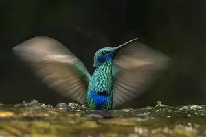 Crdoba: Sparkling Violetear (Colibri coruscans) taking a