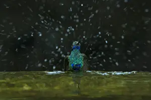 Taking: Sparkling Violetear (Colibri coruscans) taking a