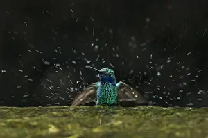 Taking: Sparkling Violetear (Colibri coruscans) taking a