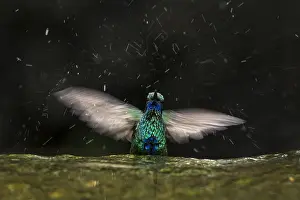 Taking: Sparkling Violetear (Colibri coruscans) taking a