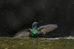 Taking: Sparkling Violetear (Colibri coruscans) taking a