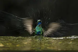 Taking: Sparkling Violetear (Colibri coruscans) taking a