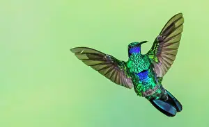 Archer: Sparkling violetear flight display in northern Peru