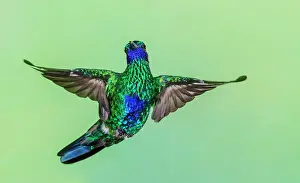 Hummingbird: Sparkling violetear hummingbird flying, Northern Peru