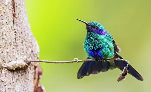 Archer: Sparkling violetear hummingbird, territory display