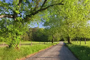 Tennessee: Sparks Lane, Great Smoky Mountains National