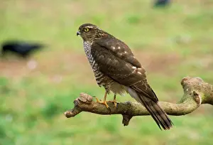 Sparrowhawks: SPARROWHAWK